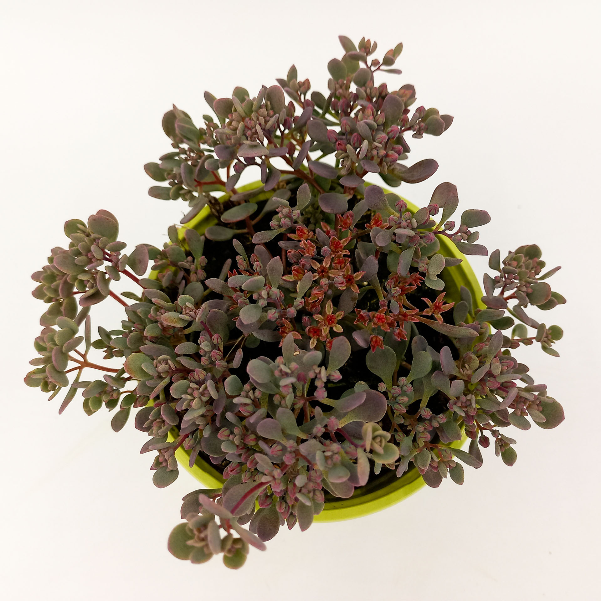 Felsen Fetthenne Rocky  Sonnenstaude Herbstpflanze