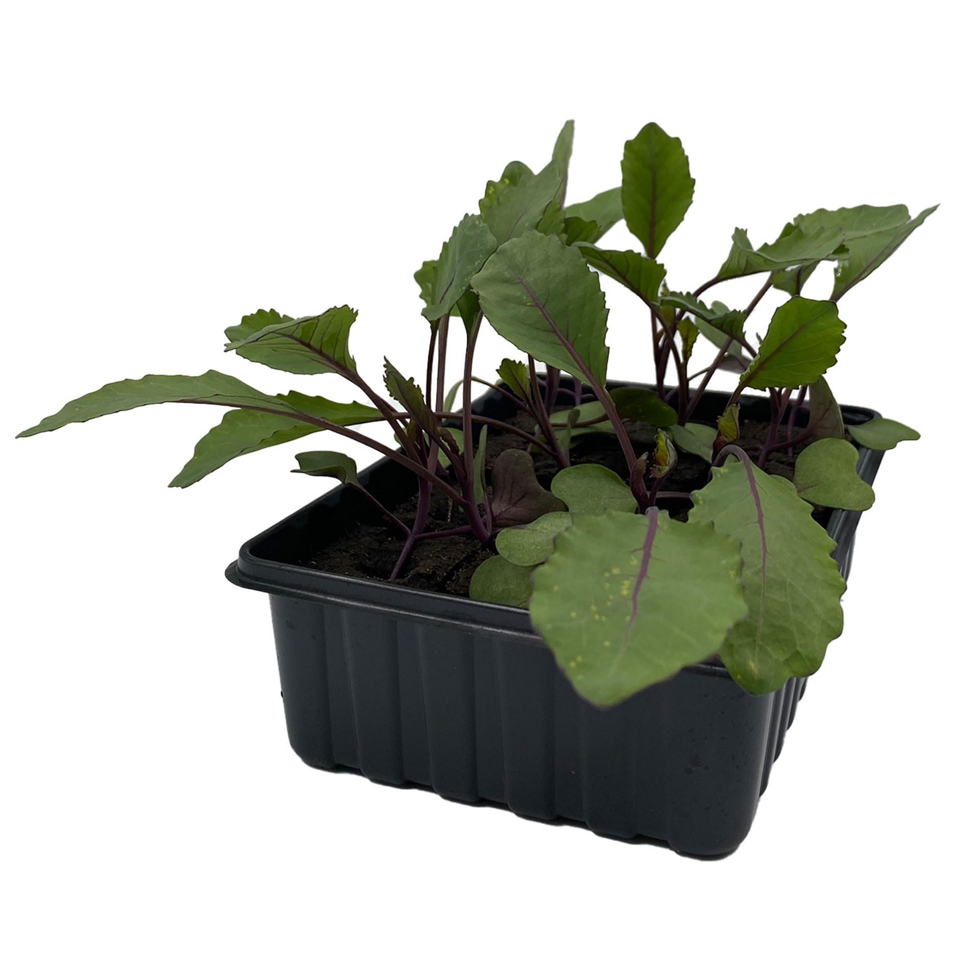 Pflanze, Pflanze im Topf, Nahrung, Produzieren