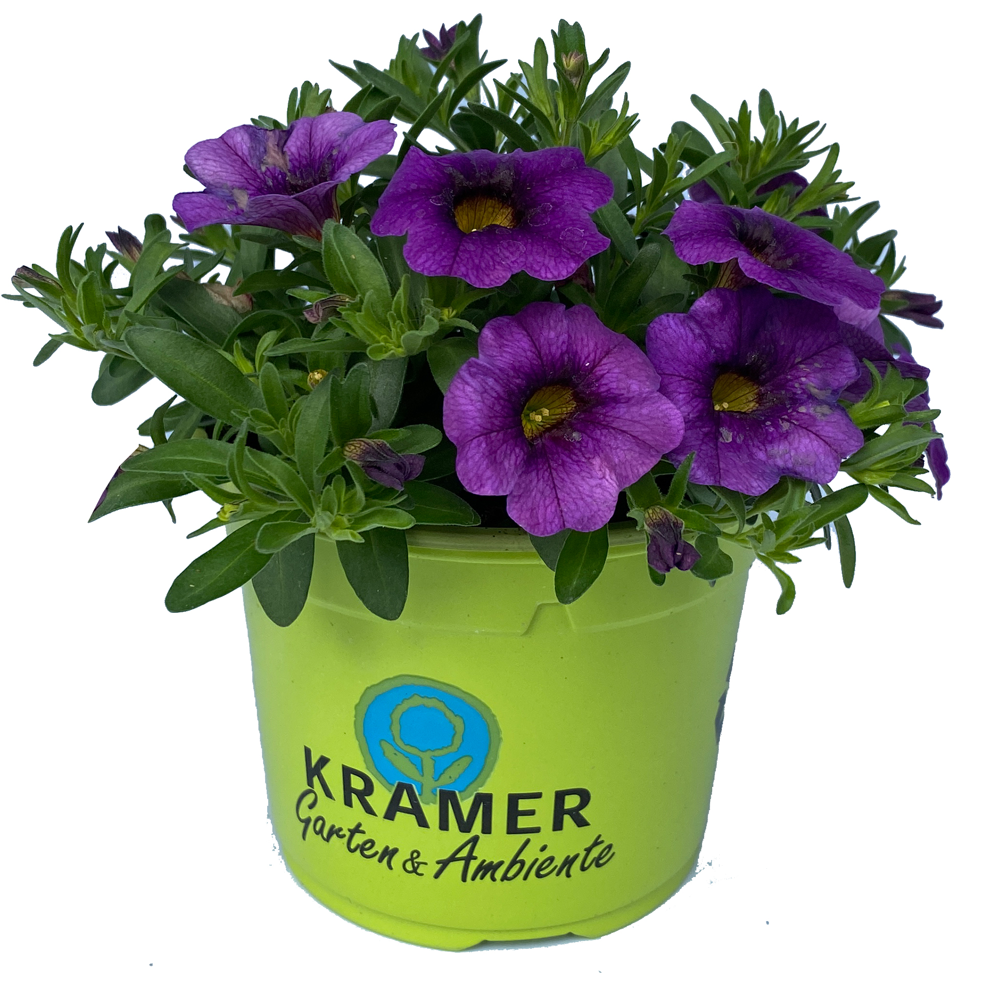 blau blühendes Zauberglöckchen Calipetite Blue im Pflanztopflue