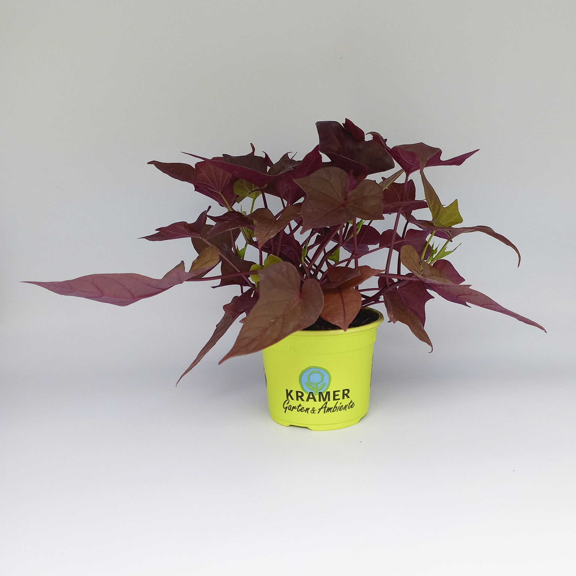 Pflanztopf mit Süßkartoffel Caroline Copper