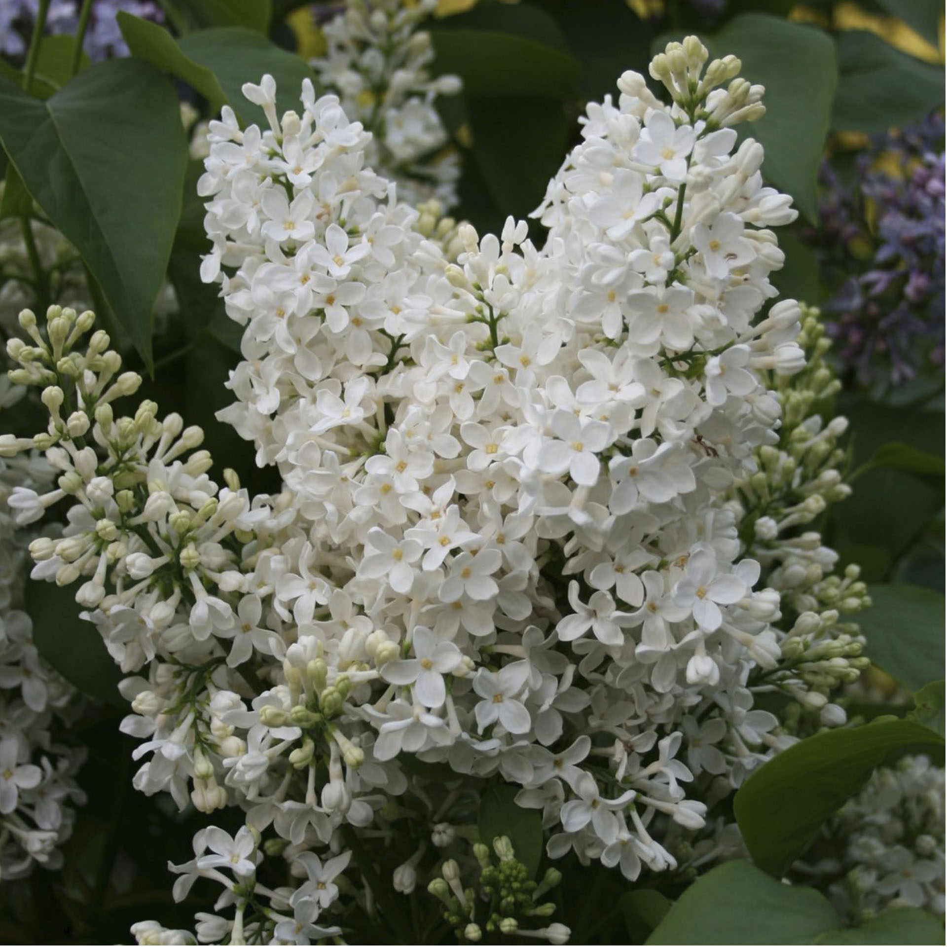 Edelflieder - Syringa vulg. 'Mme. Lemoine', C3 40-60cm