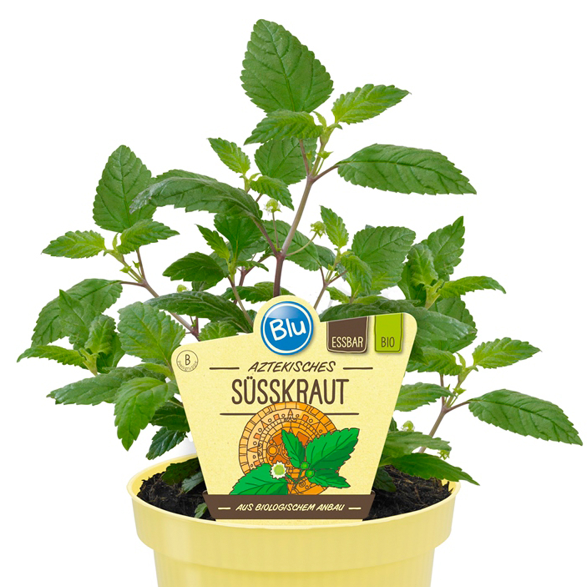 BIO Süßkraut Aztekisches - Lippia dulcis, 12cm Topf