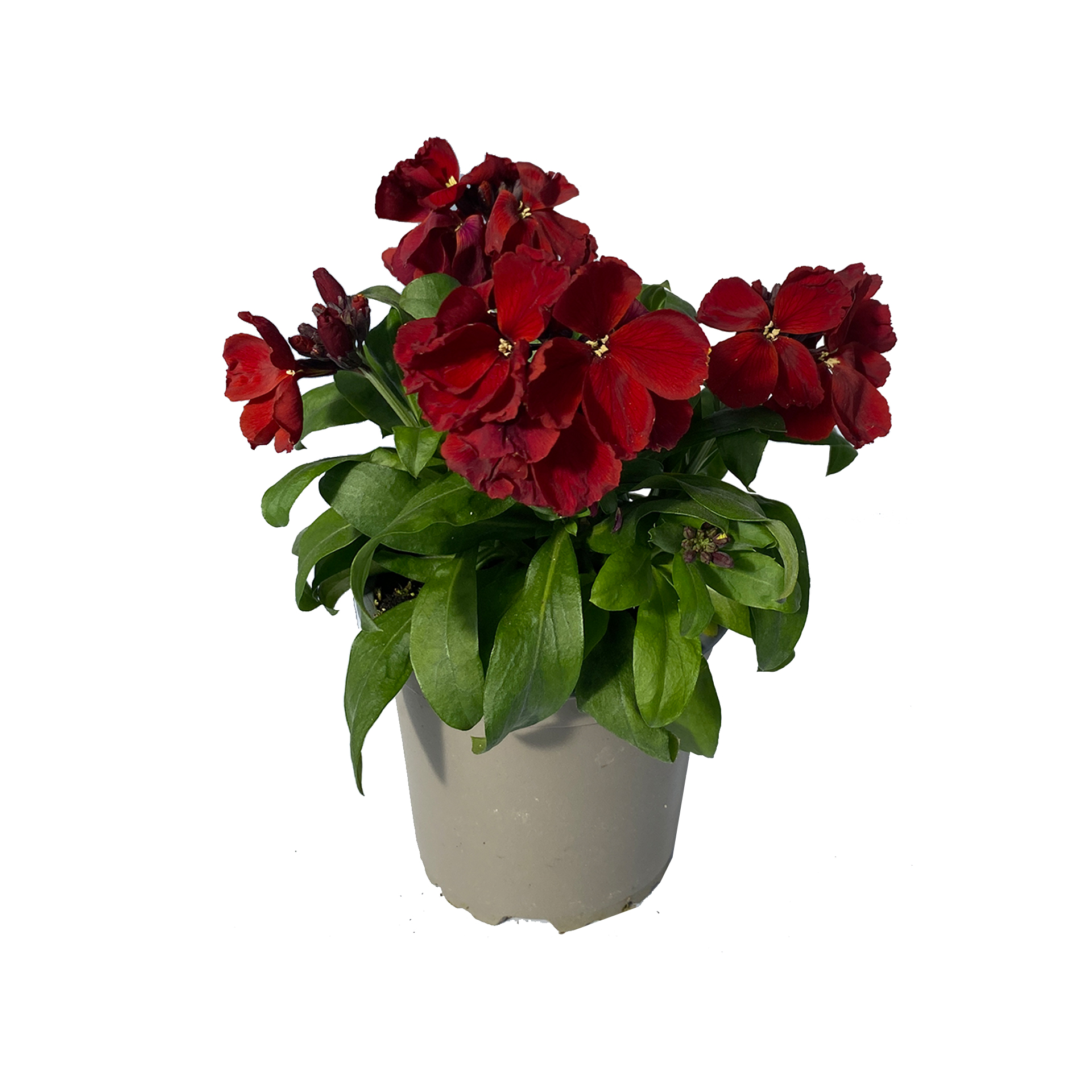 Goldlack - Erysimum cheiri rot, 10cm Topf