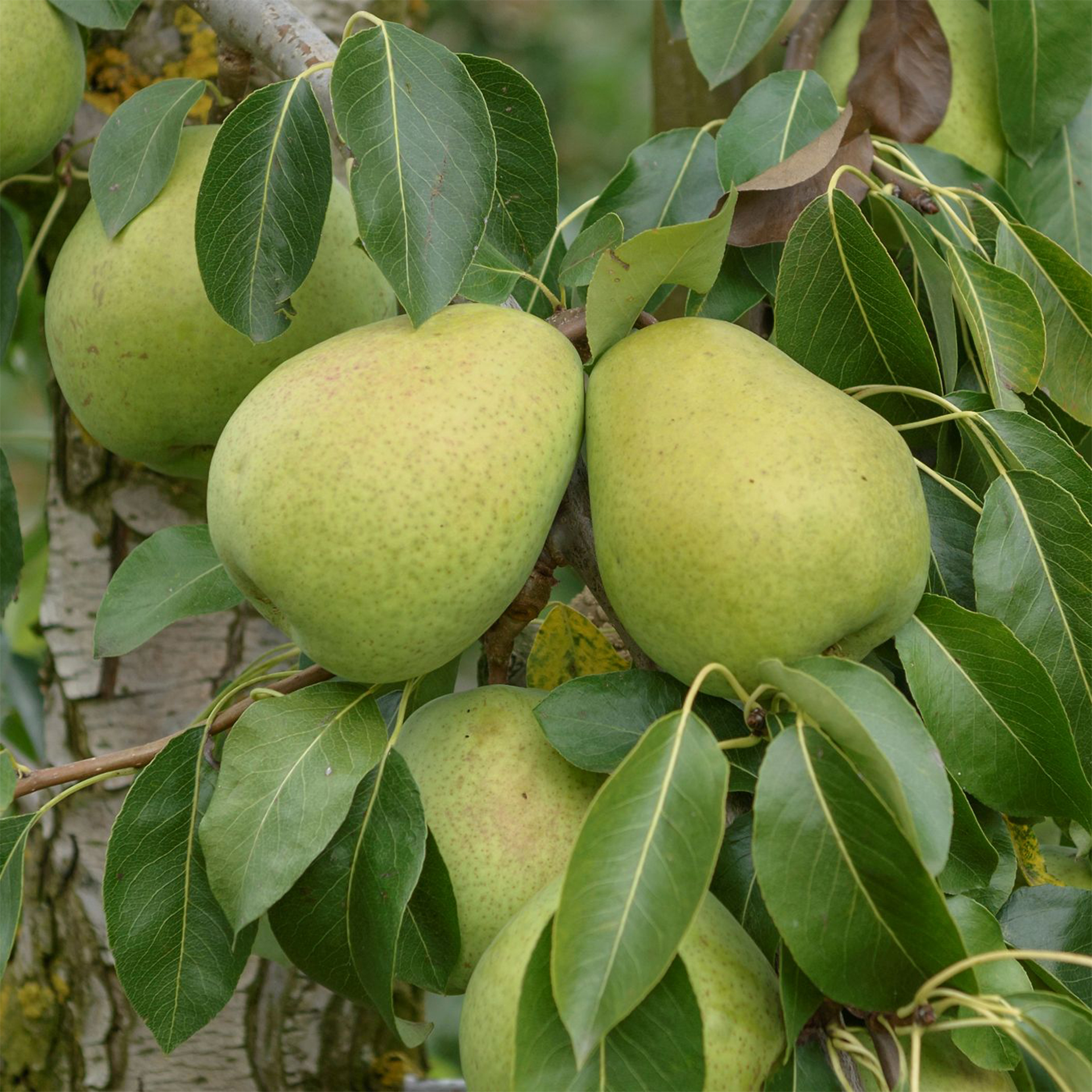 Birne Alexander Lucas Birnenbaum große gelbe Birnen saftig süß
