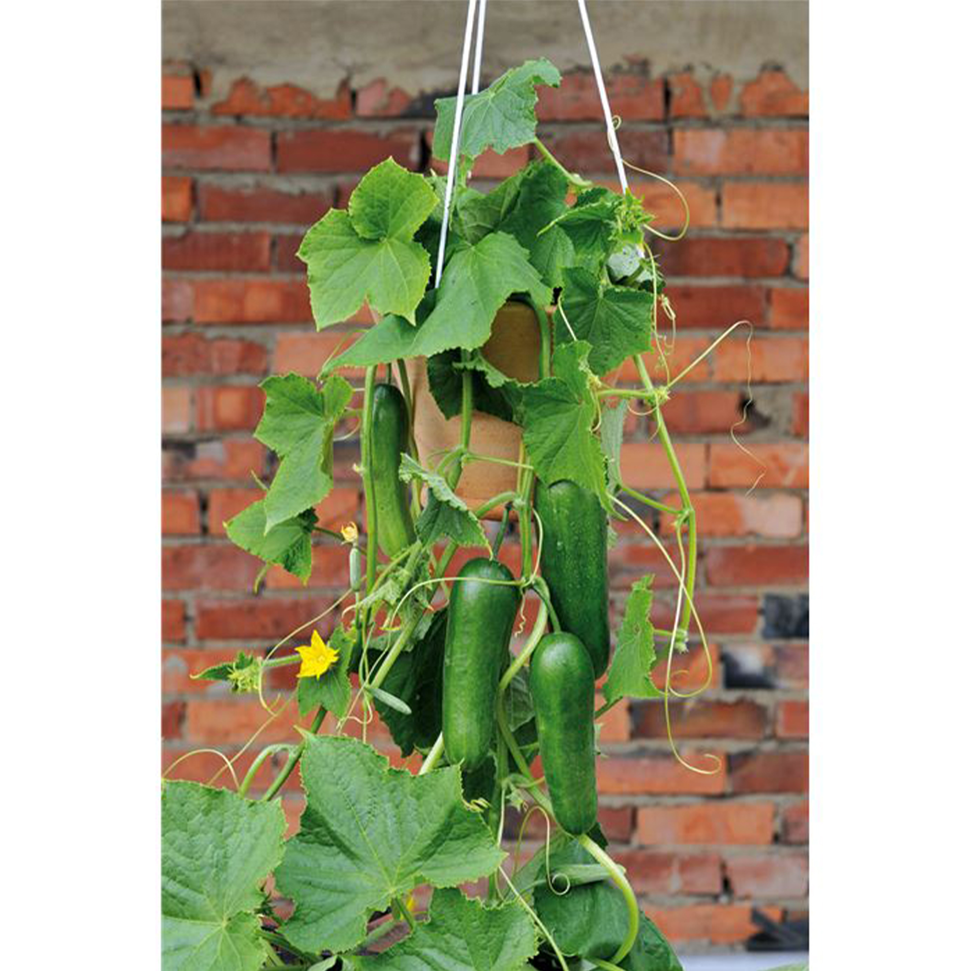 Mini-Snackgurke 'Minero® F1 (Mini Stars)', Gurkenpflanze 12cm Topf