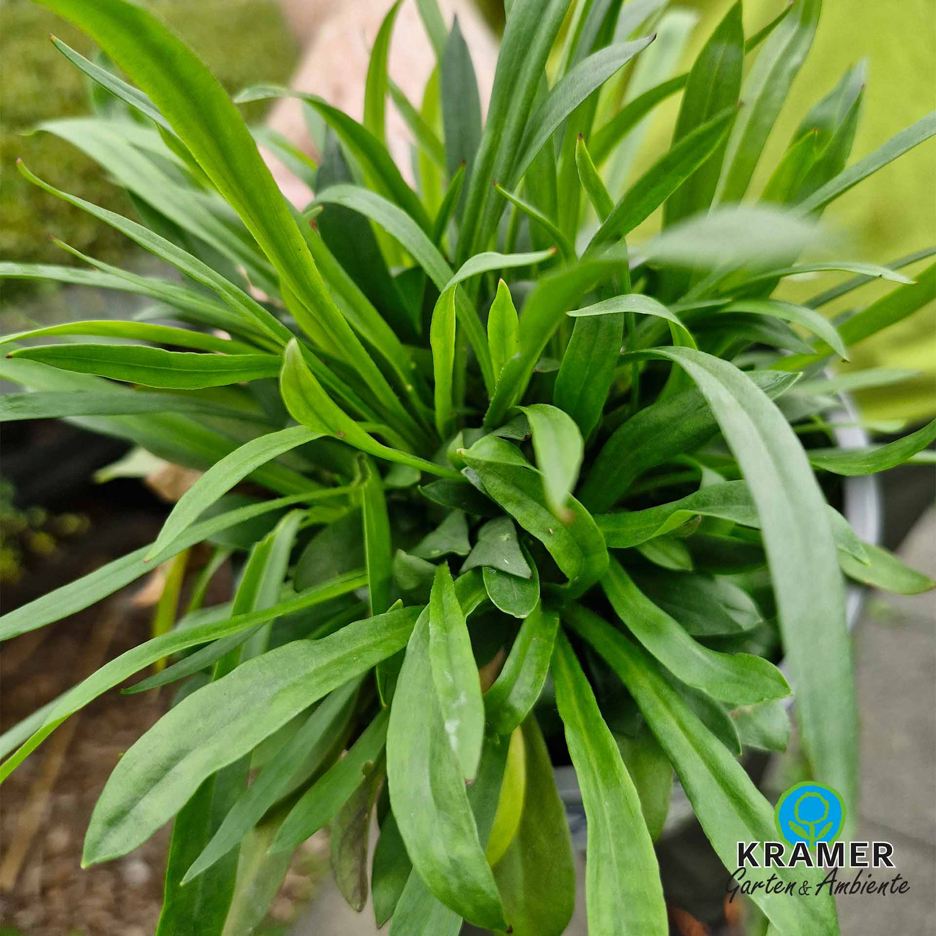pflanzen, grasgrüne blätter, topfpflanze, lupenblätter, kramer garten
