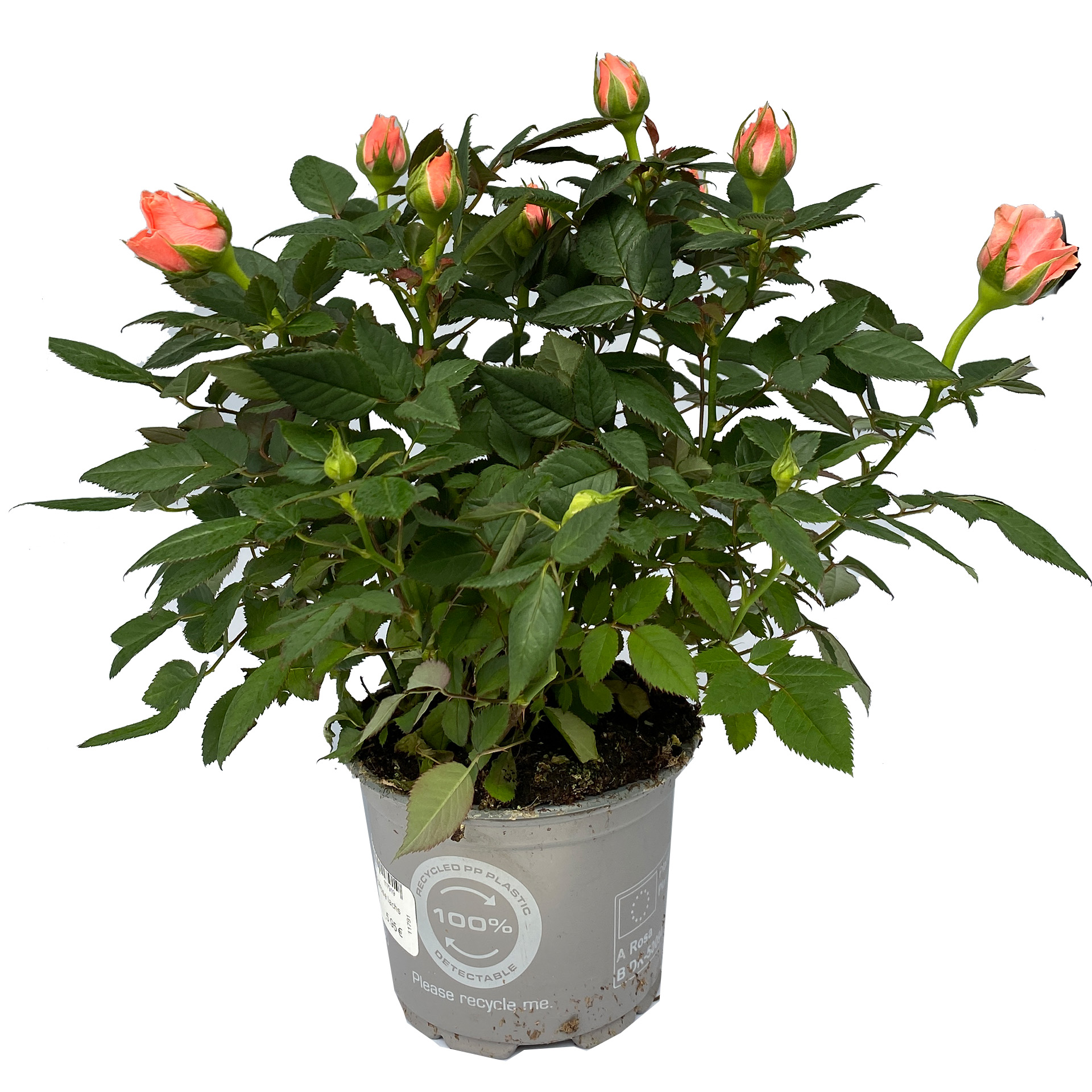 Topfrose lachsfarben