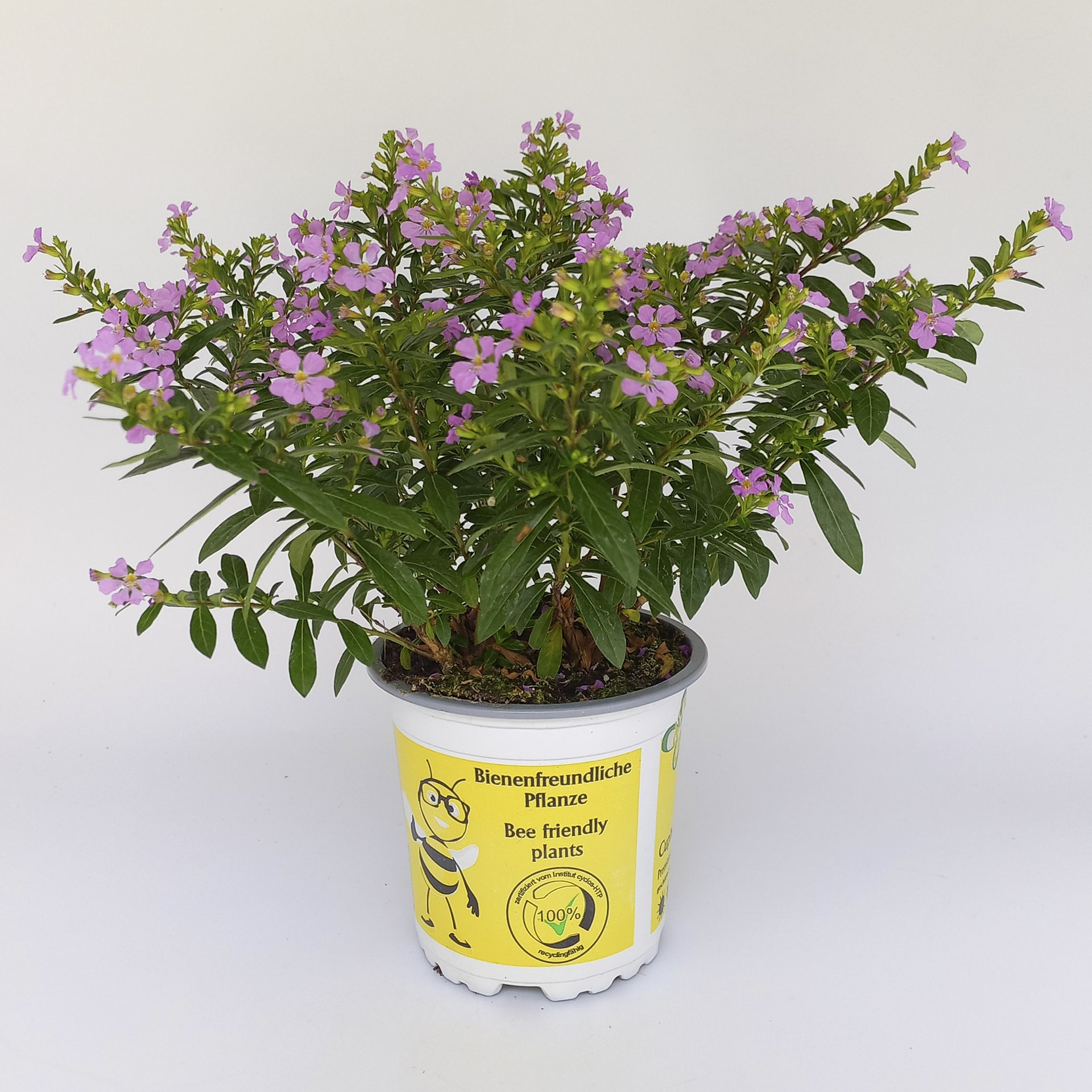 rosa blühende Japanische Scheinmyrthe im Pflanztopf