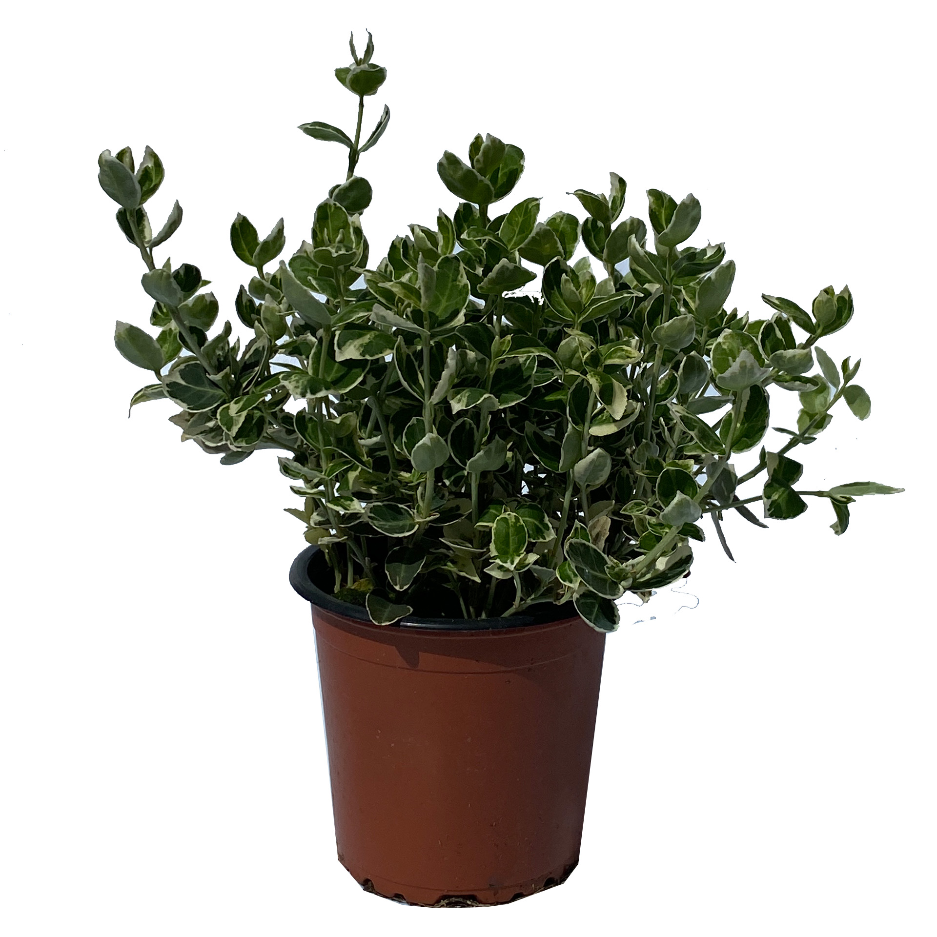 Kriechspindel Bodendecker  Dauerbepflanzung Grabbepflanzung