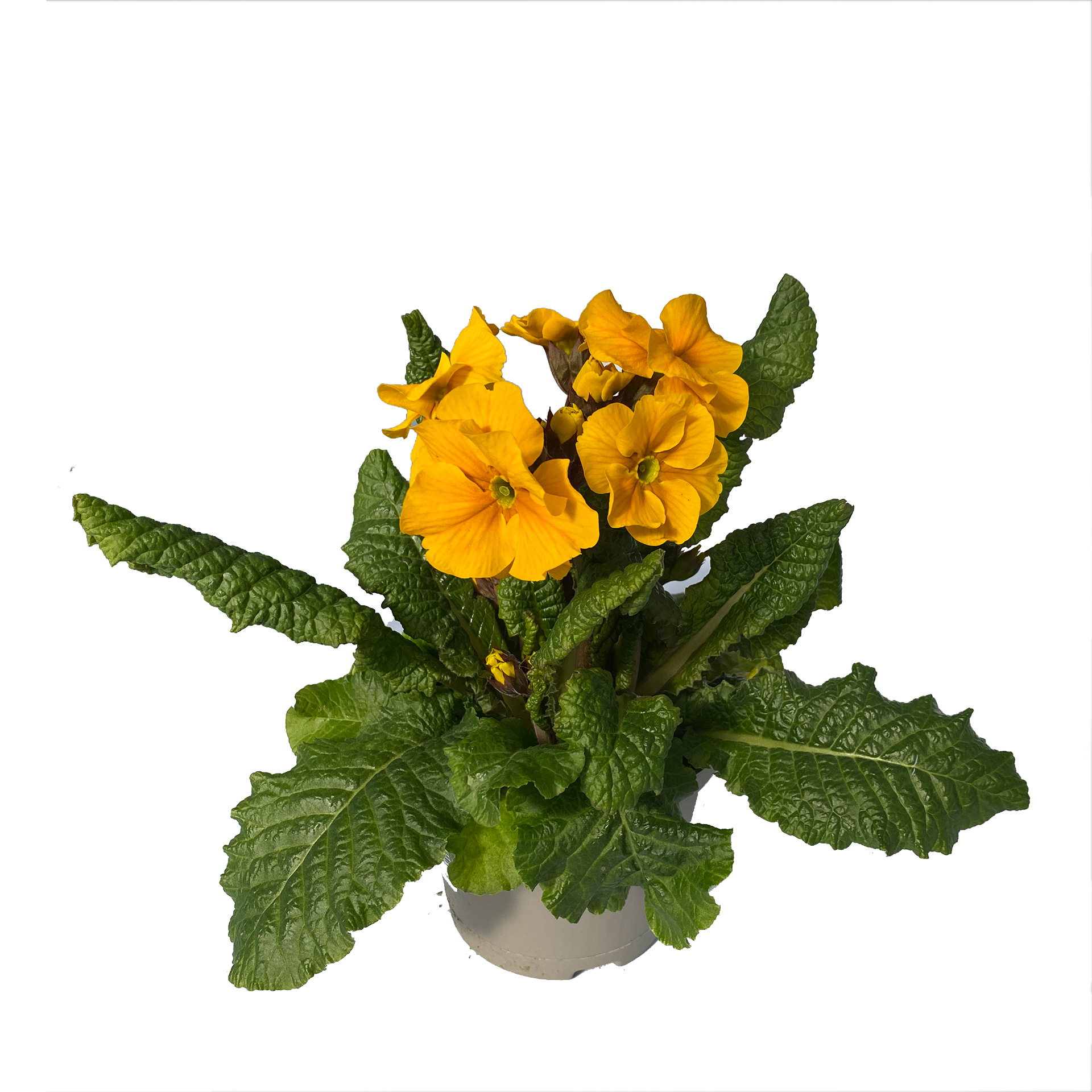 Hohe Schlüsselblume - Primula elatior, gelb 12cm Topf