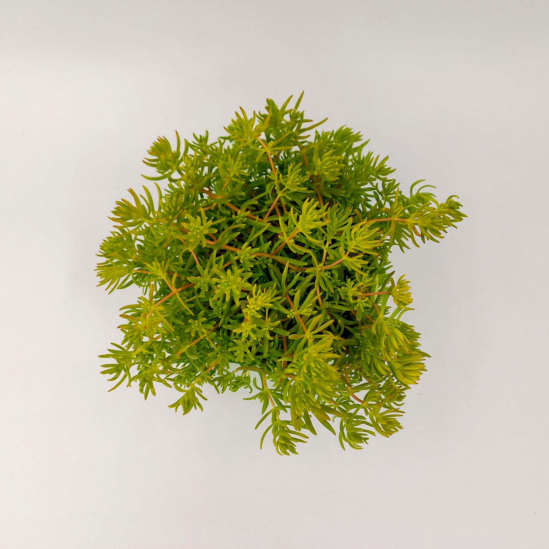 Hellgrüne Polster Fetthenne Lemon Ball 2