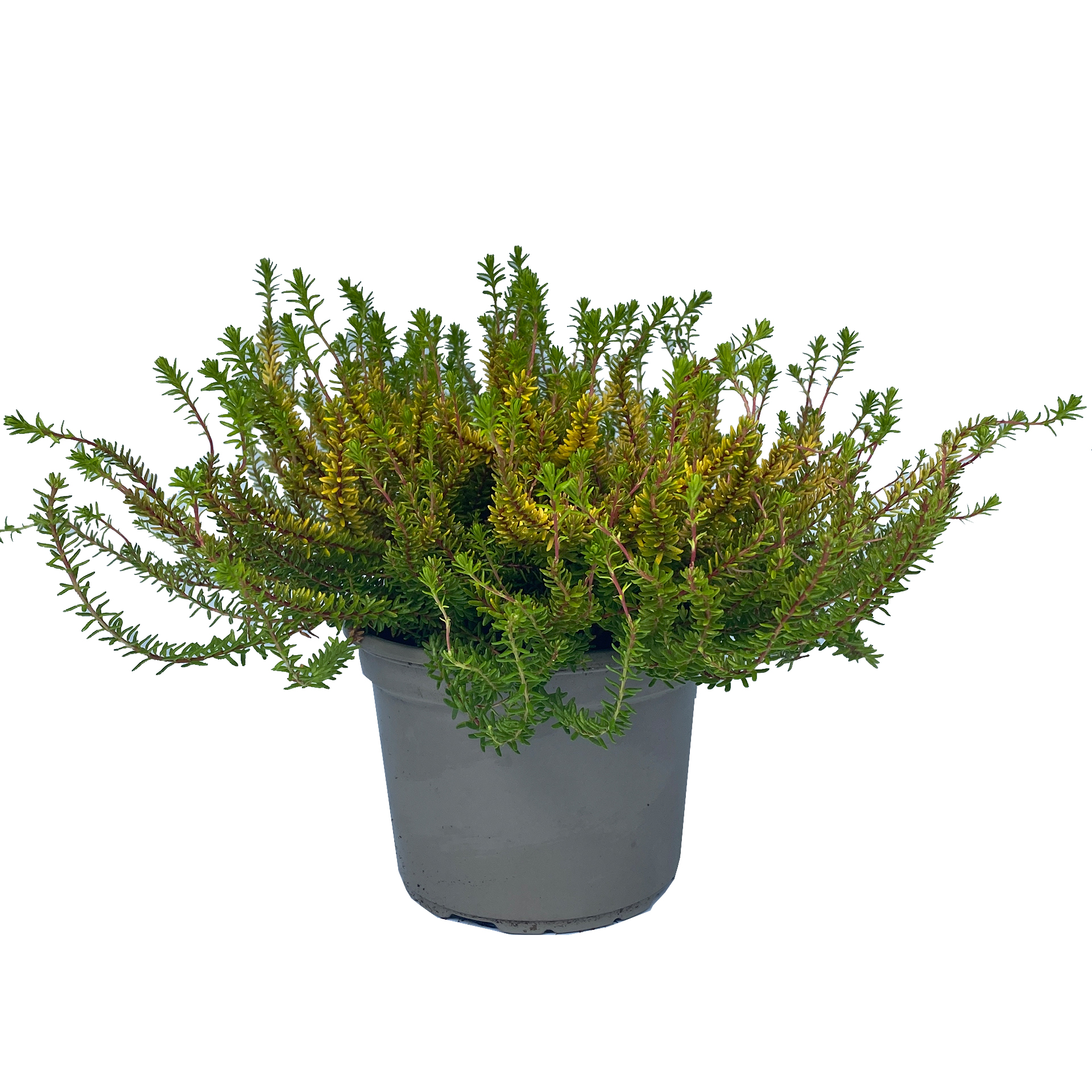 Krähenbeere Bodendecker Zwergstrauch